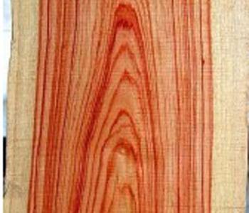 Tulip-Wood.jpg